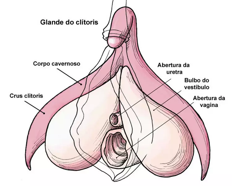 guia definitivo do clitóris